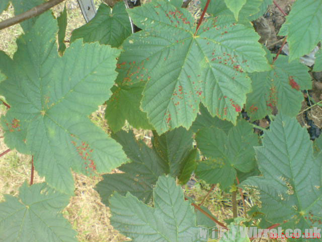 Attached picture bumps on leaves 1.jpg